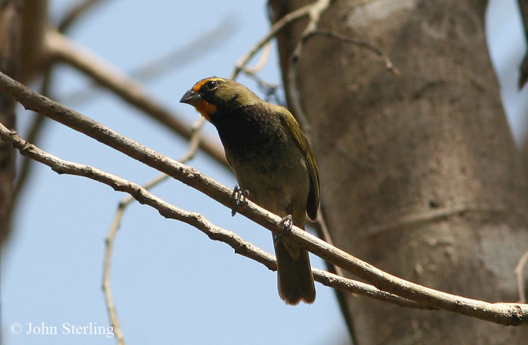 Yucatan Birds