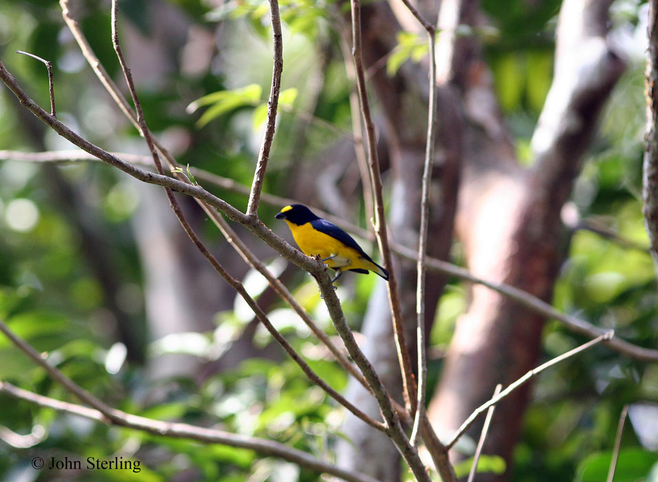 Yucatan Birds